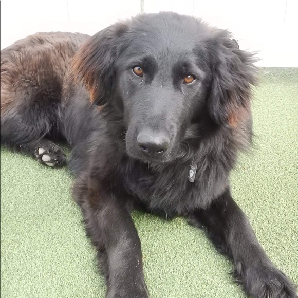 Pet-Friendly Home! - Picture 3 of 7